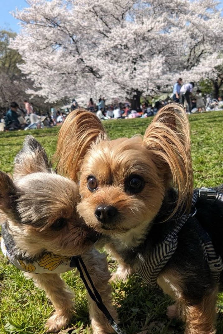 roco & nico